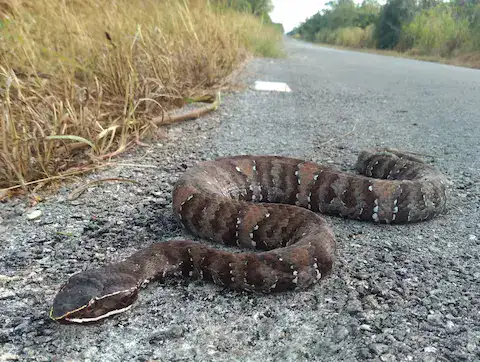 Serpiente cantil en mexico