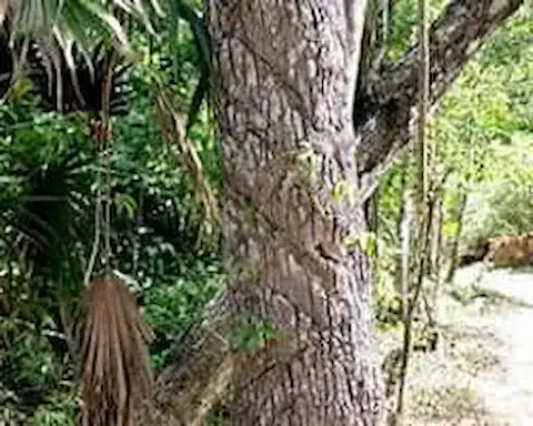 arbol maya