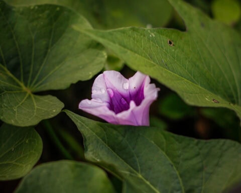 sweet potato flower