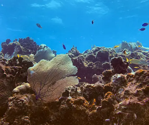 arrecife de puerto morelos