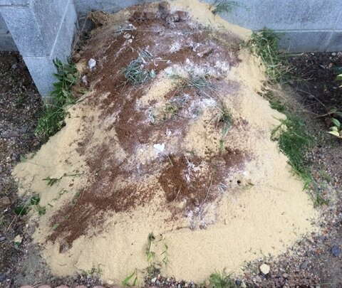 14再度油粕と苦土石灰をまく