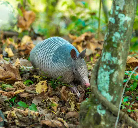 como se escribe armadillo en maya