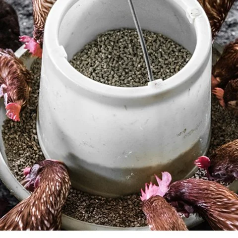 Chickens at feeder