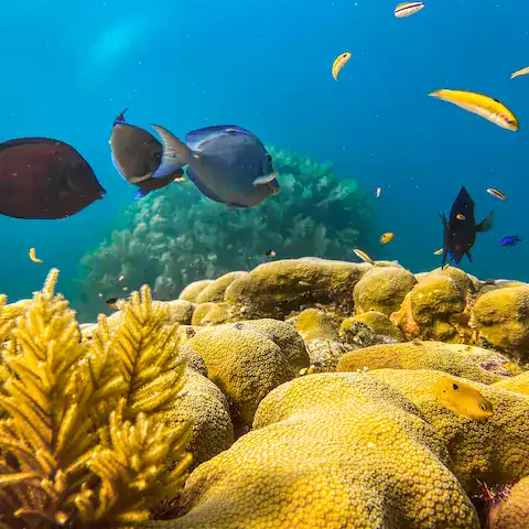 buceo en puerto morelos