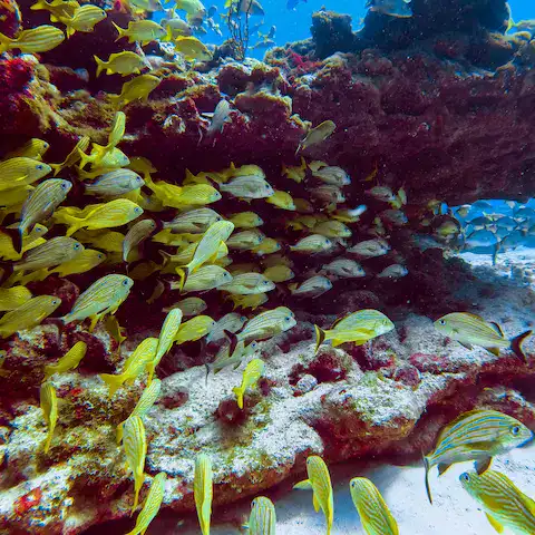 arrecifes de coral