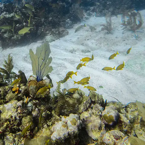 el arrecife de puerto morelos