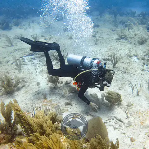 Tours de buceo en puerto morelos
