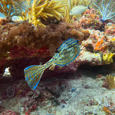 Lugares de Buceo en Puerto Morelos