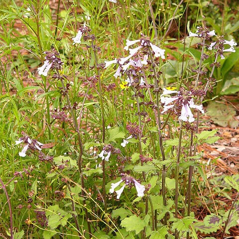 Lyreleaf Sage