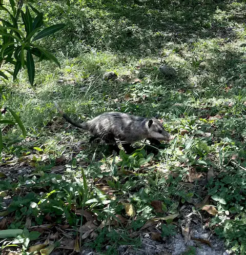animales endemicos de quintana roo