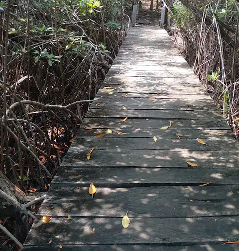 sendero del jardin botanico