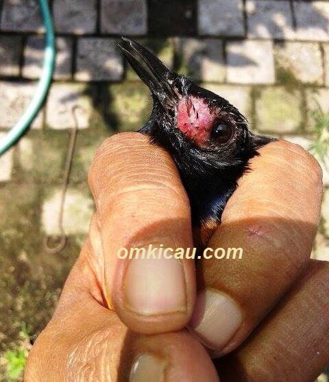 Video tutorial mengoperasi benjolan dan bengkak pada burung