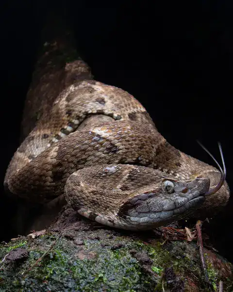 seroiente venenosa