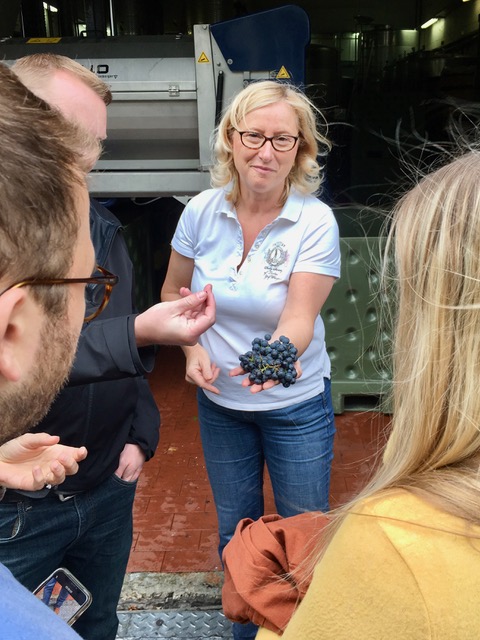 German wine tours