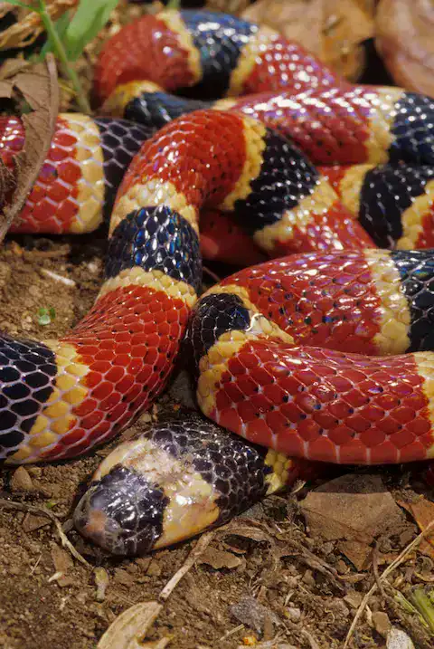 serpiente coralillo en quintana roo