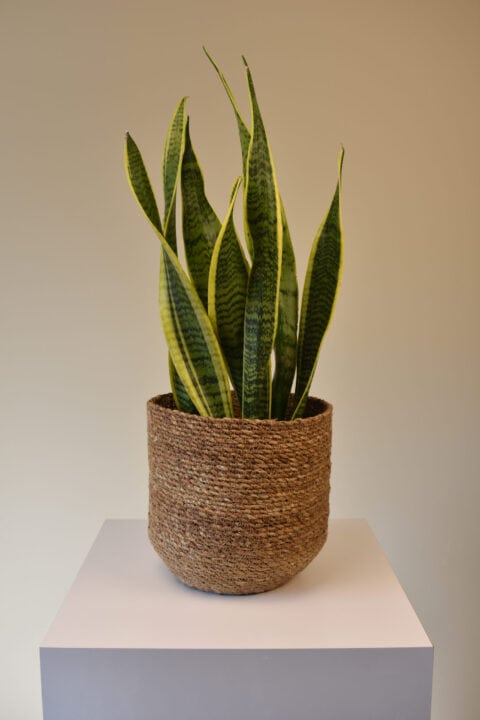 Snake Plants