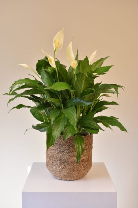 Peace Lily