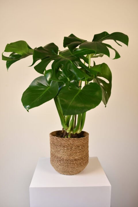Panna Plant