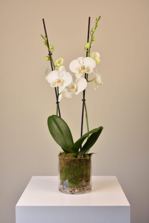 Phalaenopsis Plant in Vase