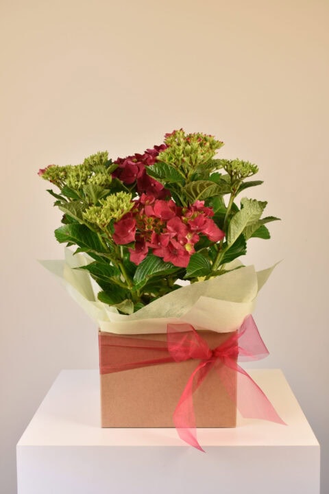 Penny Flowers