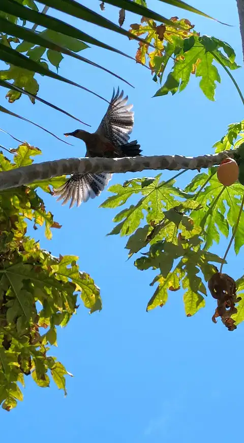animales en selva maya