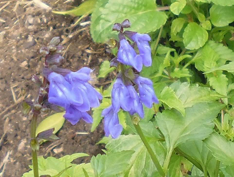 Salvia arizonica
