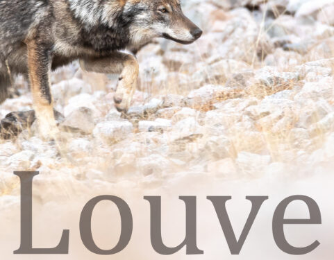 Le film "Louve, une vie dans les Alpes" en avant-première dans les Hautes-Pyrénées