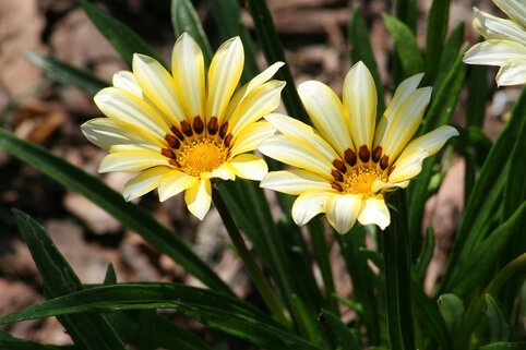 gazania