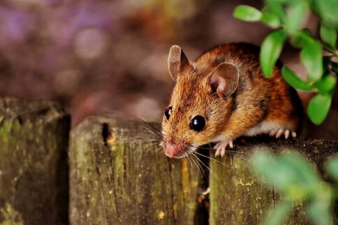 raton