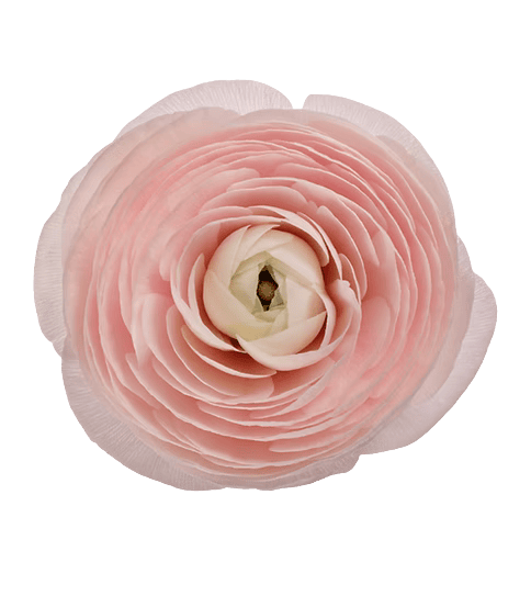 Ranunculus Cloni