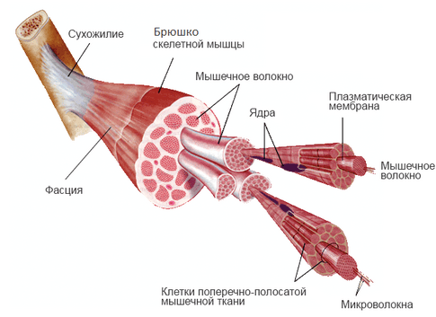 Строение мышцы