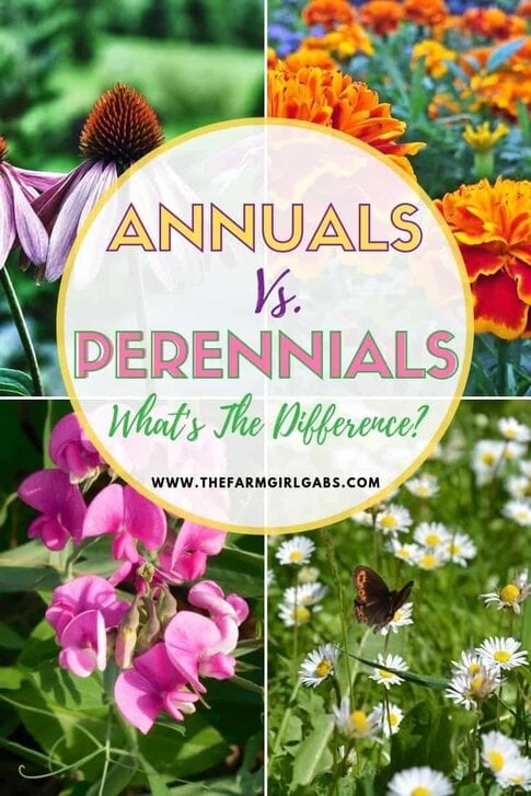 What's the Difference Between Annual and Perennial Flowers? Now that gardening season is here, let's dig in and find out! #gardeningtips #gardeningideas #perennials #annuals #flowers #flowergarden