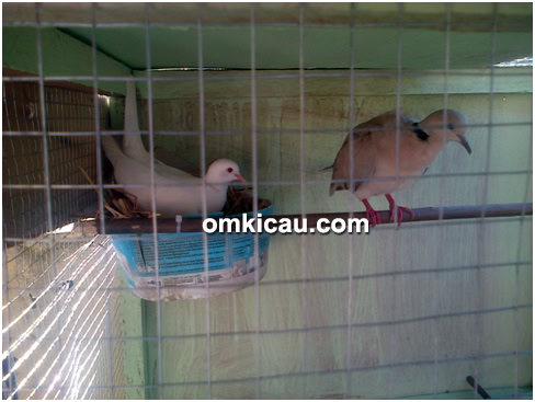 ternak burung puter
