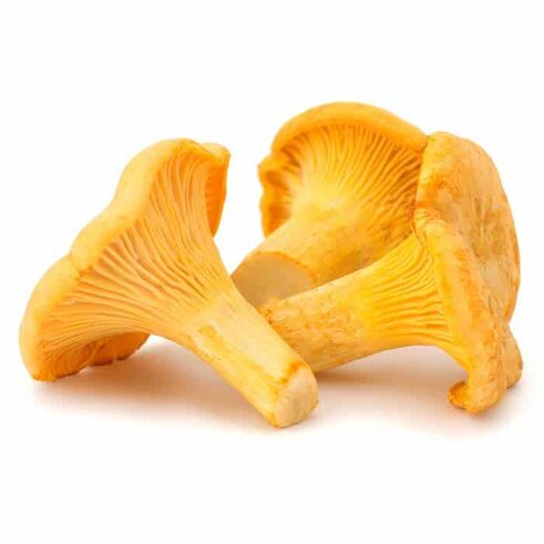 Chanterelle Mushrooms Chanterelle Mushrooms