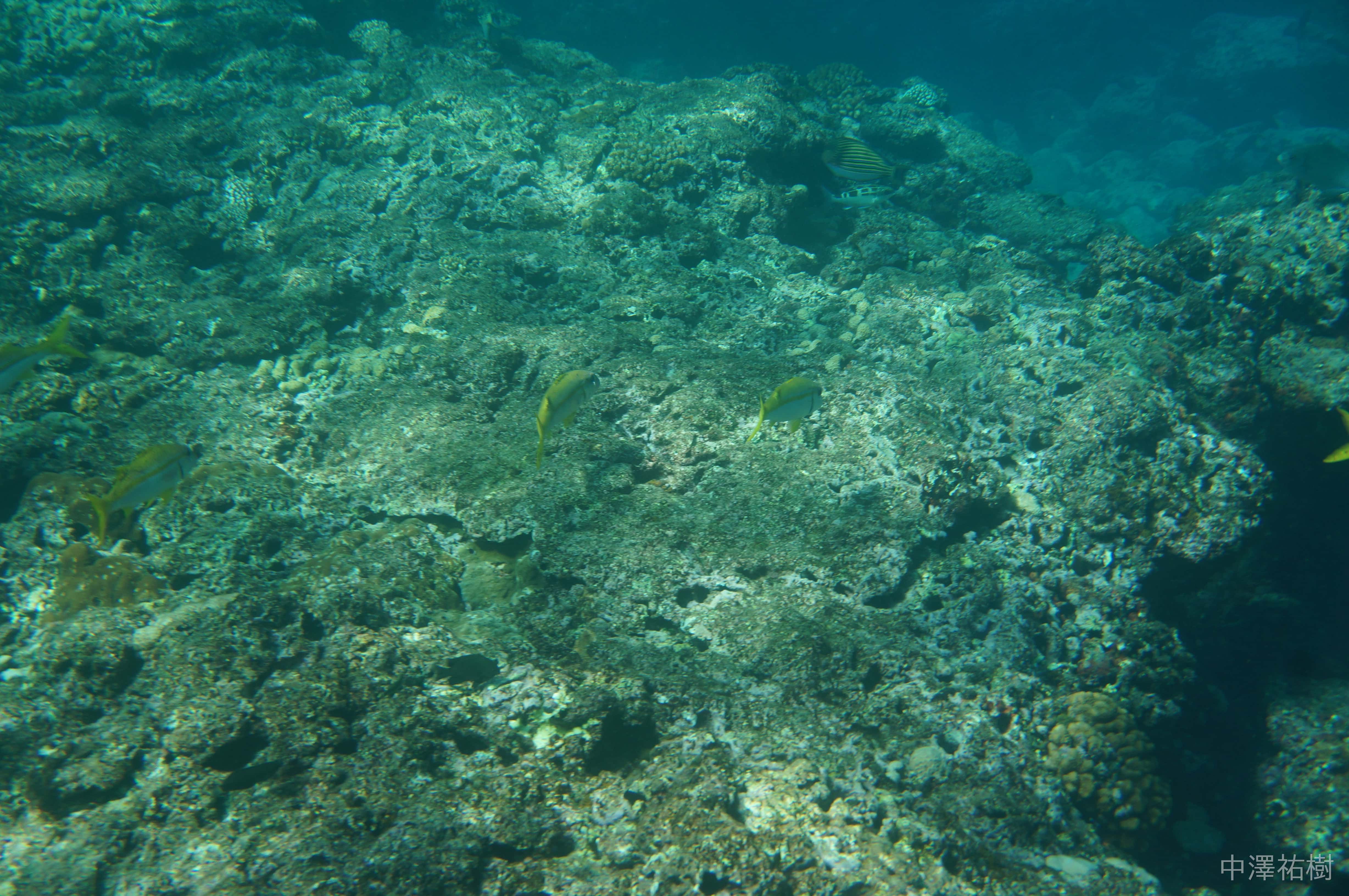 泳ぐ魚