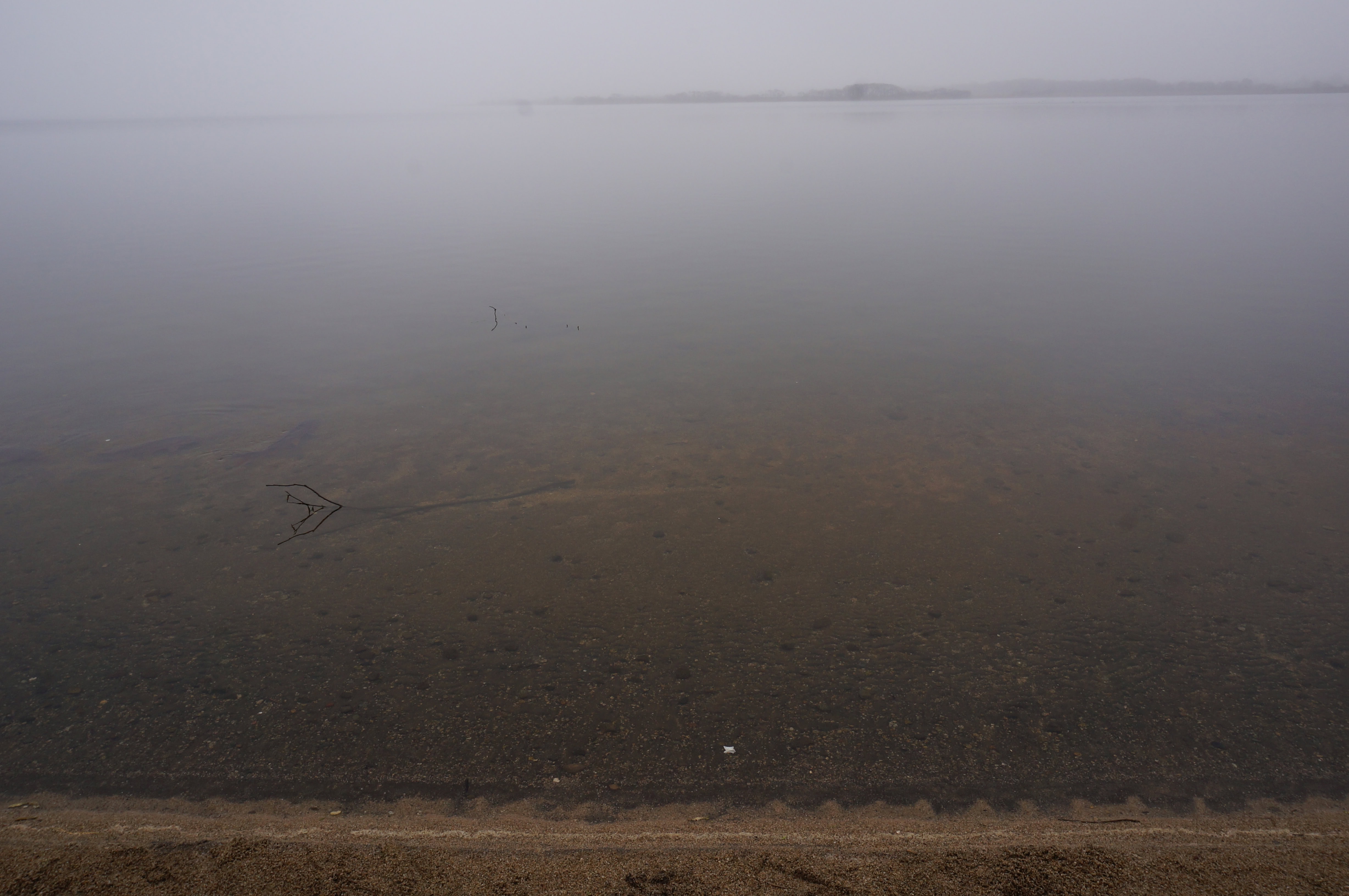 霧のウトナイ湖湖畔の水辺