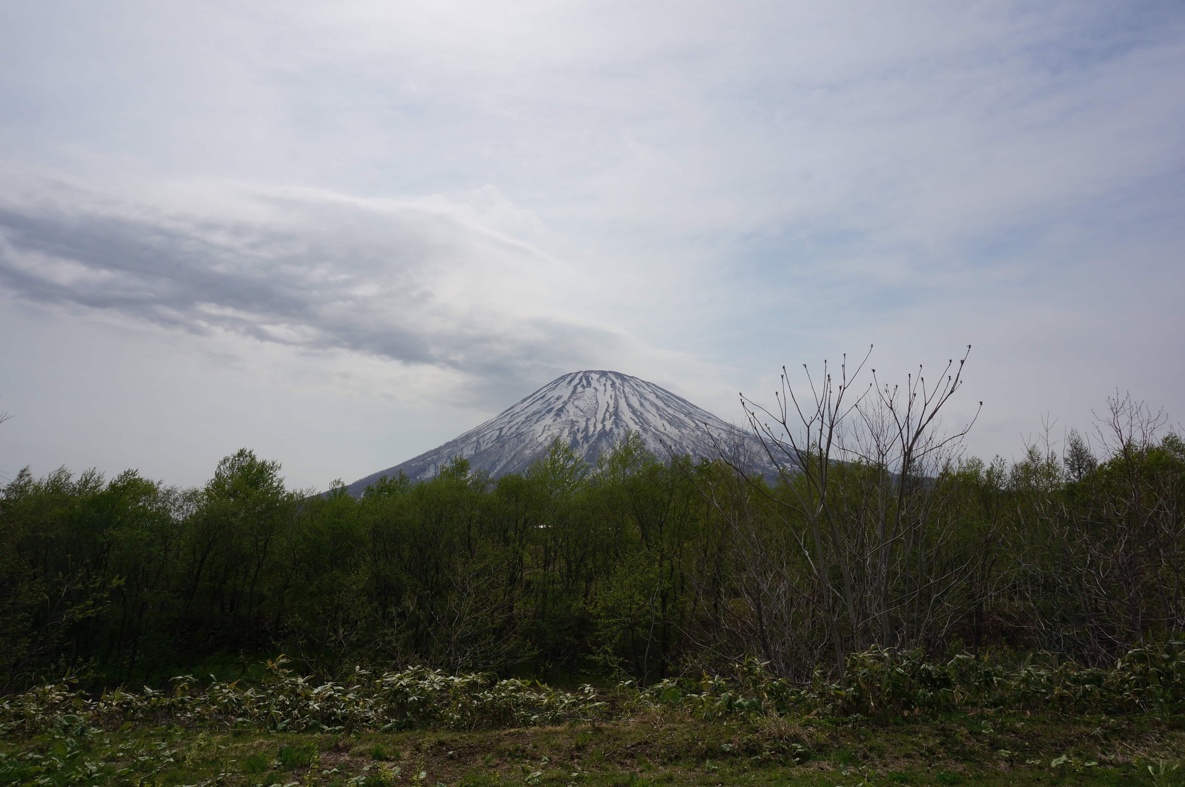 新緑越しに望む羊蹄山