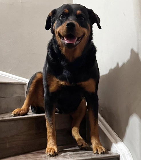 Maya