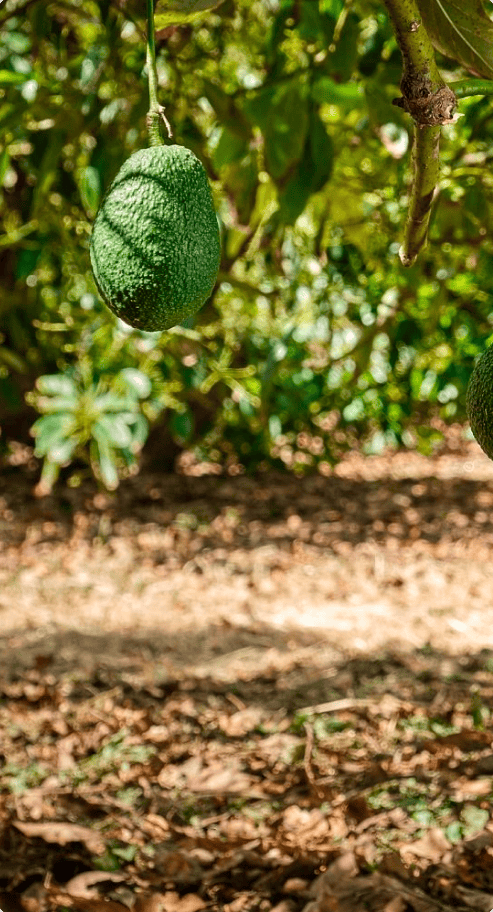 productores de aguacate en origen