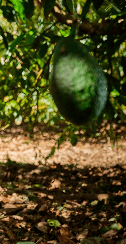 productores de aguacate en origen