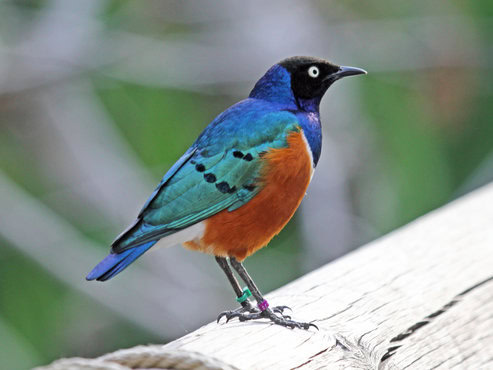 Superb starling : Kicauannya ngeroll seperti jalak suren