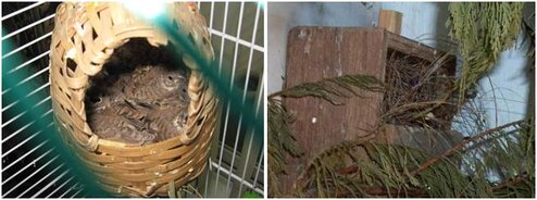 Tempat sarang yang umum digunakan dalam menangkarkan burung CT finch