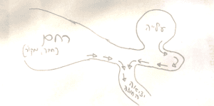 מבנה הרחם הפרוזדור והעלייה דף יומי נידה