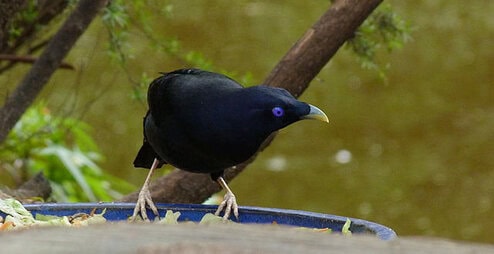 Burung namdur satin
