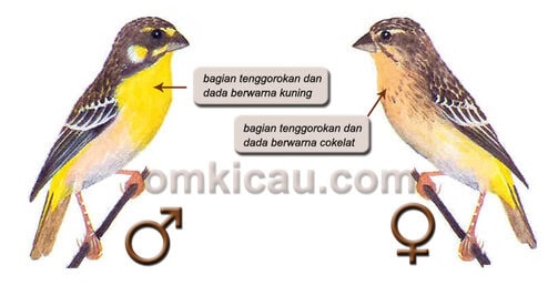 Sexing burung kenari dada kuning Sexing kenari dada kuning