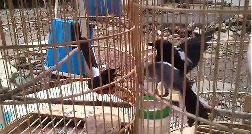 Gantunglah sangkar mereka dalam jarak aman dan tidak saling melihat untuk menghindari resiko kalah mental / ngedrop dari salah satunya