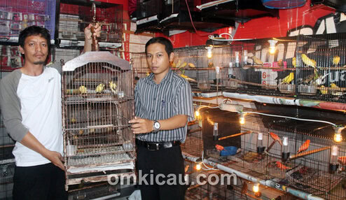 Ifung - Mifta Bird Shop Jakarta Barat