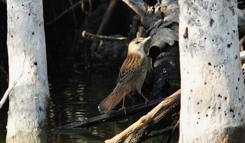 Burung kecici belalang