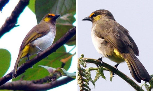 Cucak wilis ras bimaculatus (Pycnonotus bimaculatus bimaculatus)
