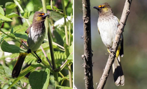 Burung cucak rawis ras tengger